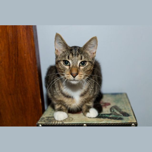 Photo of Niko