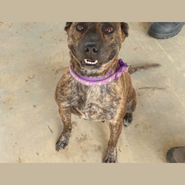 Photo of Gypsy