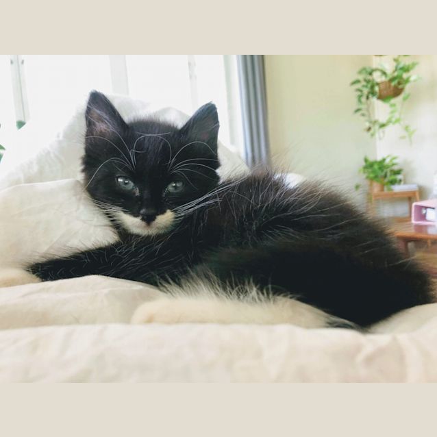 Photo of Fern 