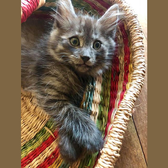 Photo of Ivy 
