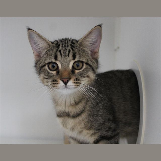 Photo of Benji