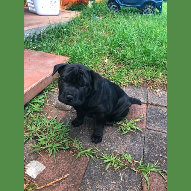 Photo of Roxy