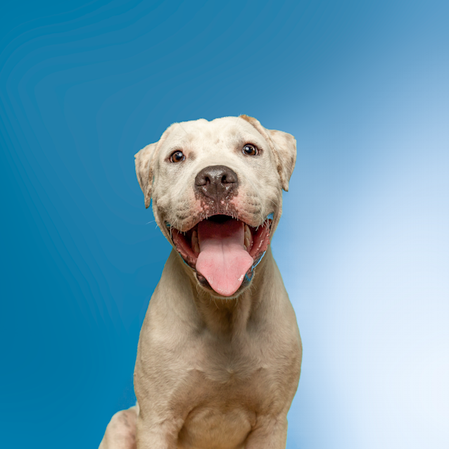 Photo of Tarzan ~ American Staffy X Boxer (On Trial 20/5/19