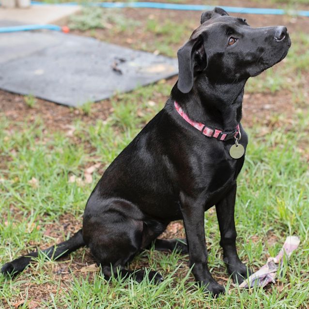 Photo of Penny ~ Labrador X Staffy (On Trial 5/4/19)