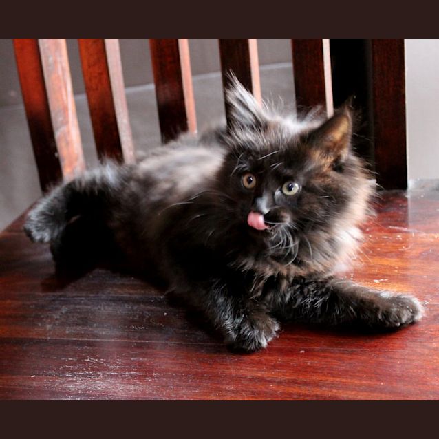 Photo of Buddy  ** 2nd Chance Cat Rescue**