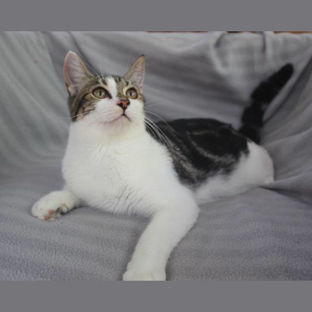 Photo of Waffle