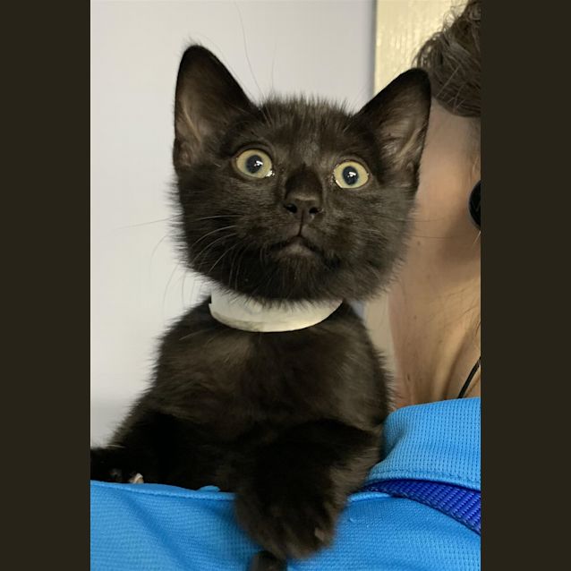 Photo of Onyx