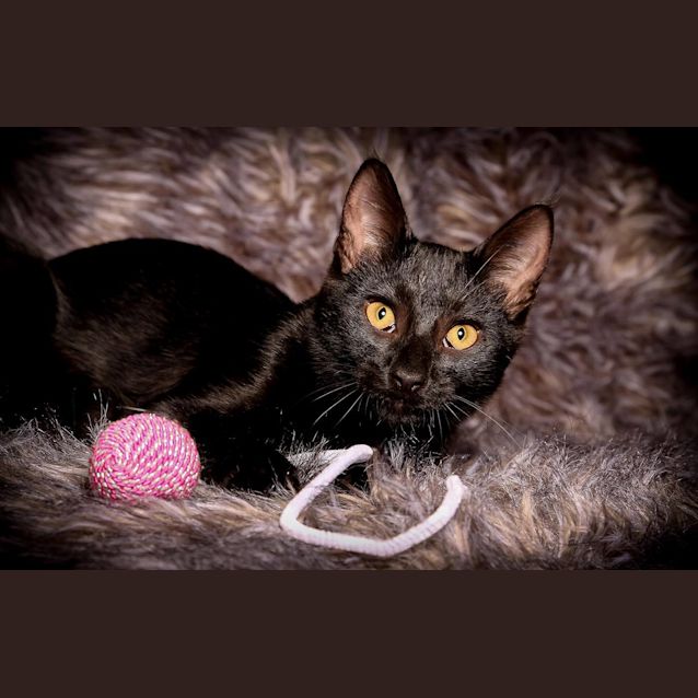Photo of Sidney