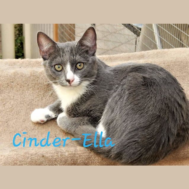 Photo of Cinder Ella
