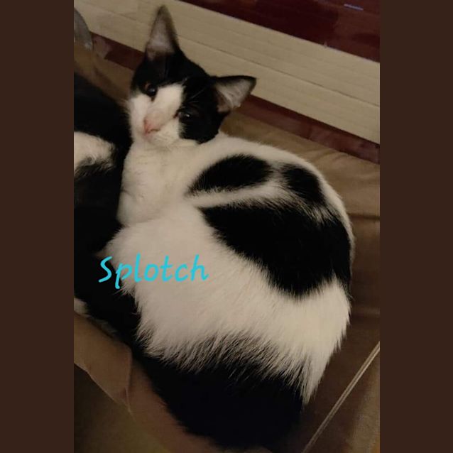 Photo of Splotch