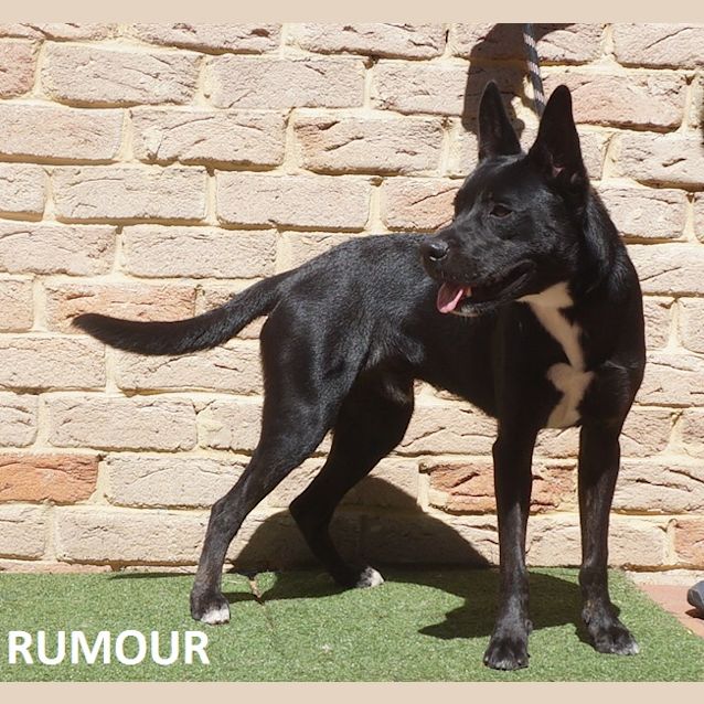 Photo of Rumour