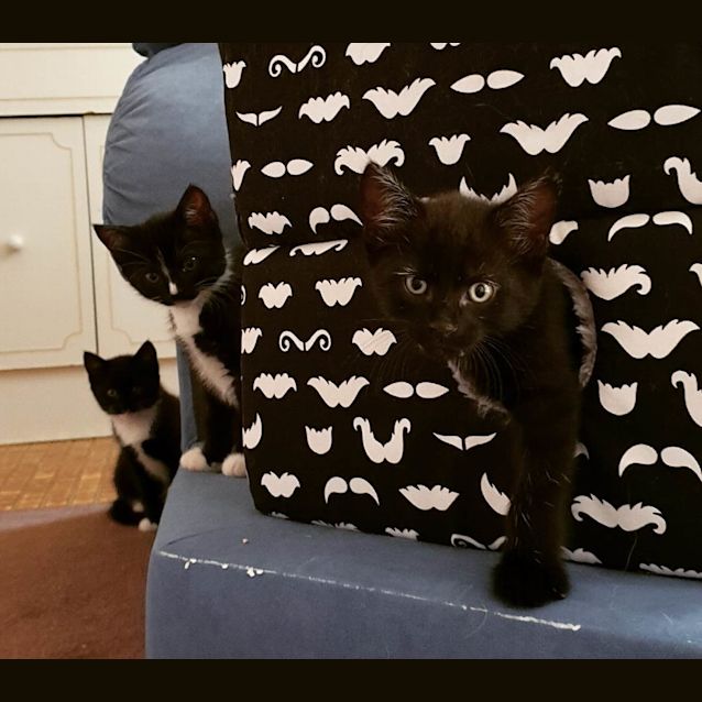 Photo of Marvin ^^Dandy Cat Rescue^^