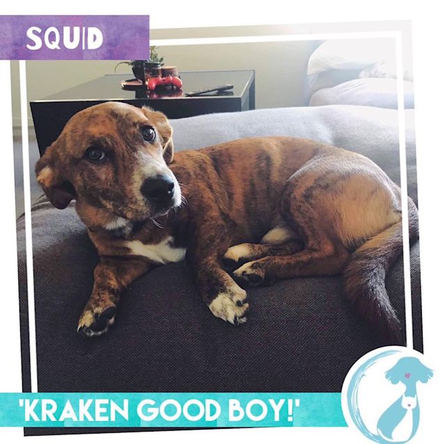 Photo of Squid