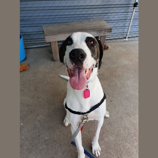 Photo of Buddy
