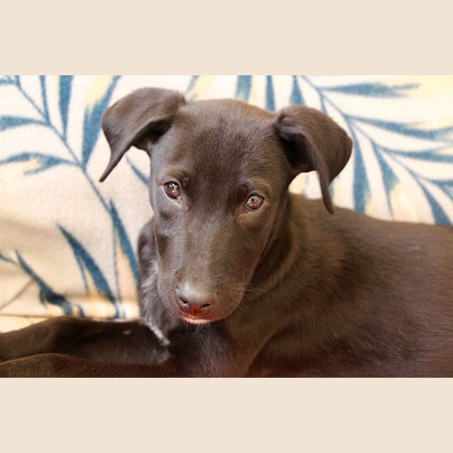 Photo of Darcy ~ Labrador X Mastiff (On Trial 7/4/19)