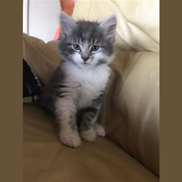 Photo of Buzz (Now Milo)