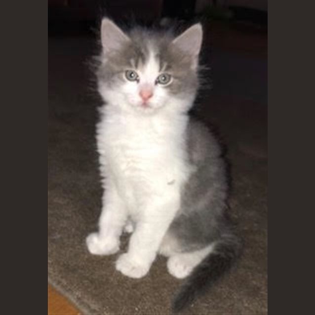 Photo of Leo