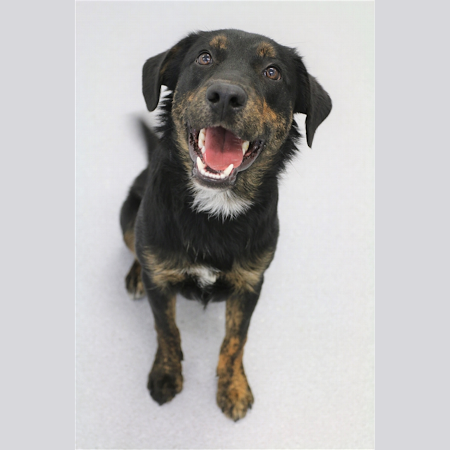 Photo of Brutus
