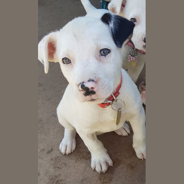 Photo of Paco