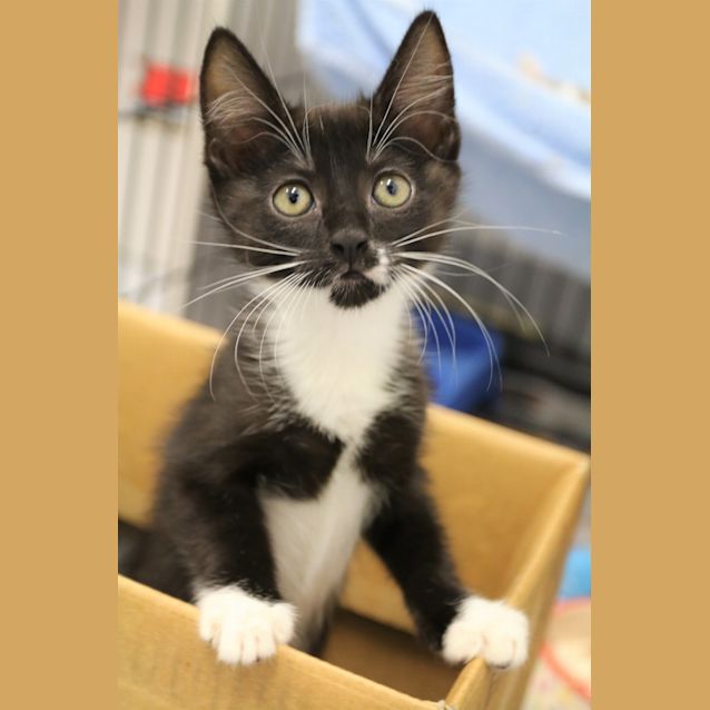 Photo of Piper