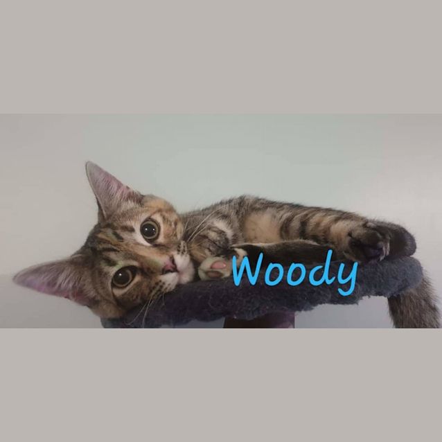 Photo of Woody