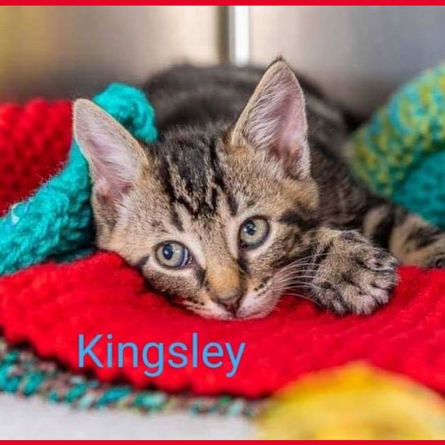 Photo of Kingsley