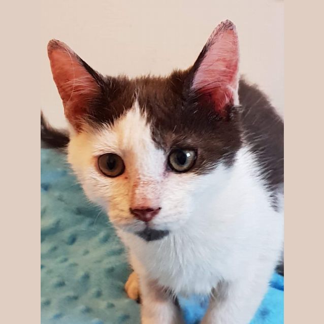 Photo of Pongo