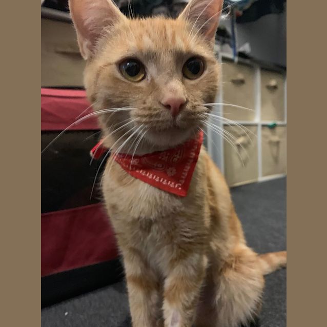 Photo of Nutmeg