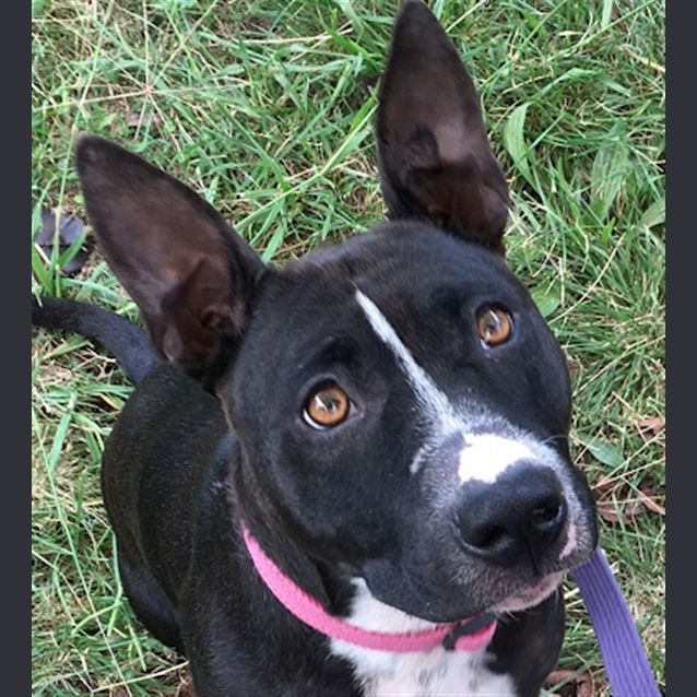 Photo of Daisy