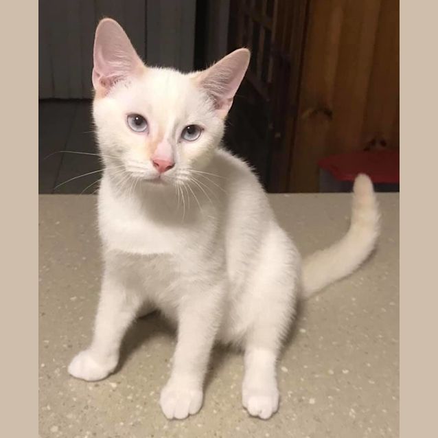 Photo of Casper
