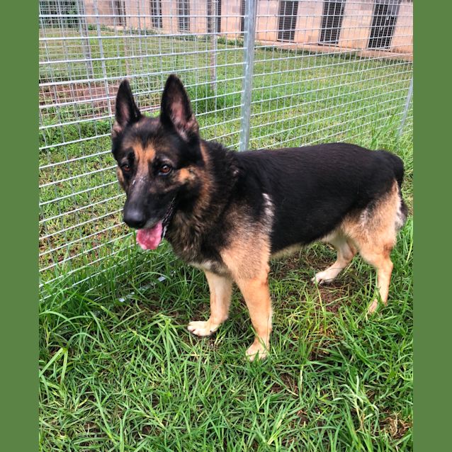 Photo of 1149 Chucky 