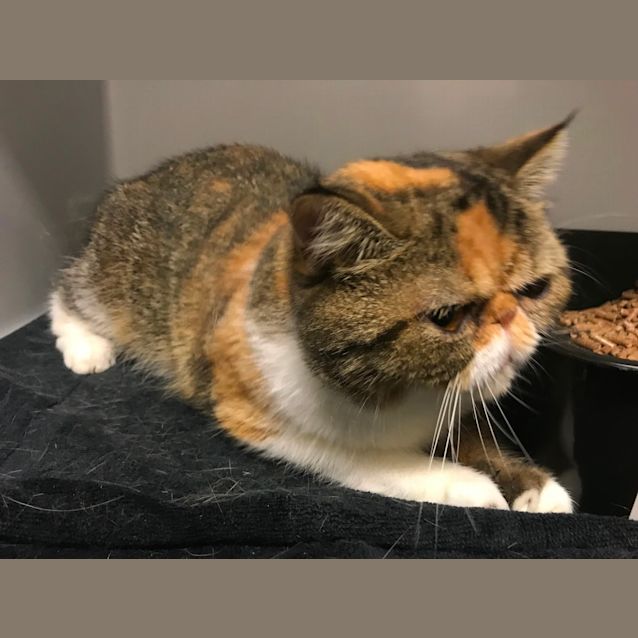 Photo of Jazz