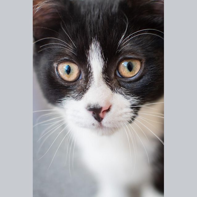 Photo of Bandit