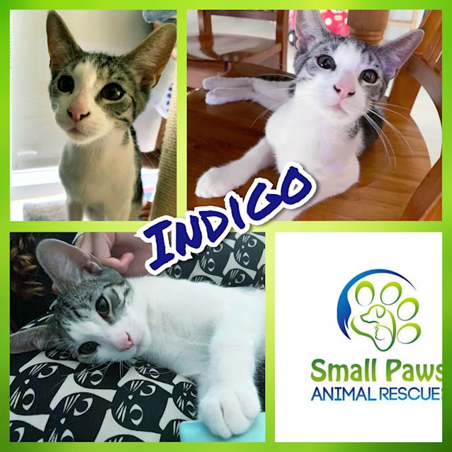 Photo of Indigo 