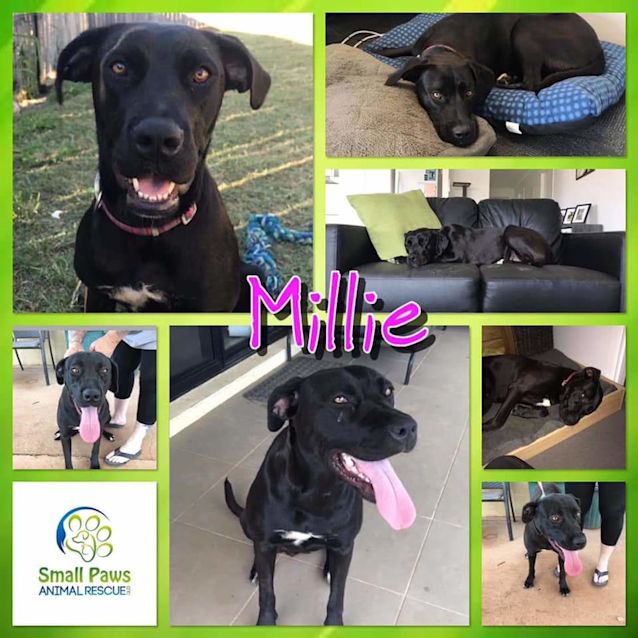 Photo of Millie #2