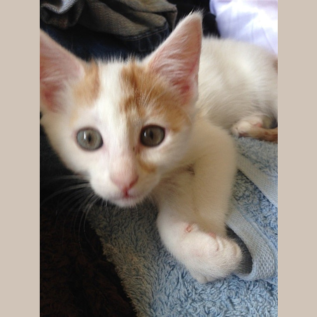 Photo of Gingerbread