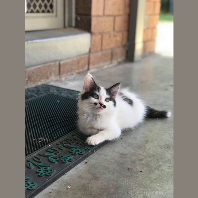Photo of Freddie Purr Cury 