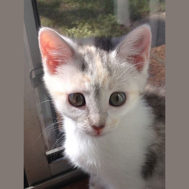 Photo of Sweetpea