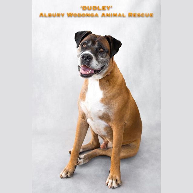 Photo of Dudley