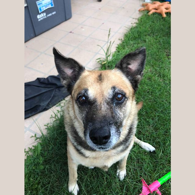 Photo of Tia (Adoption Pending)