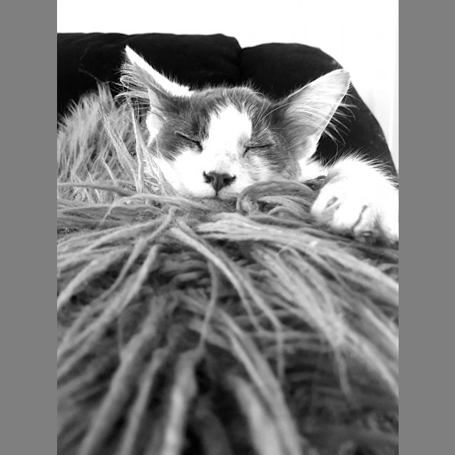 Photo of Pabbie