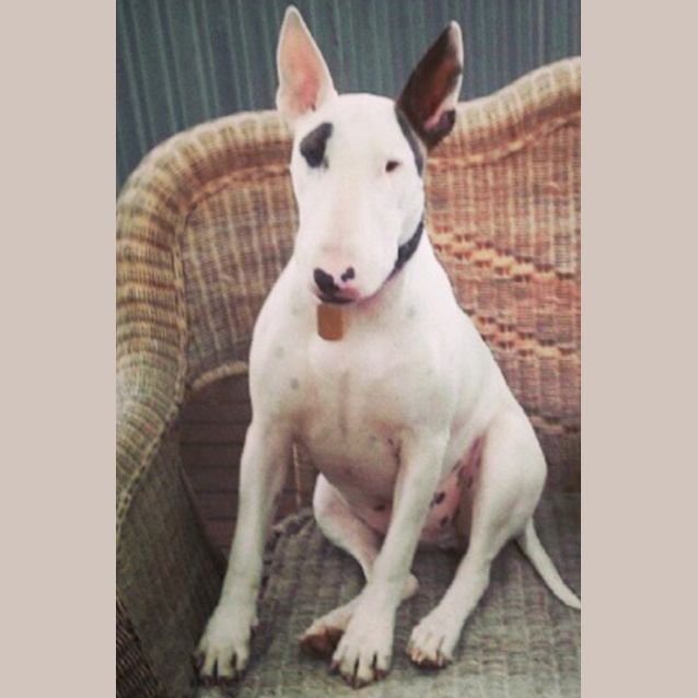 Photo of Rocky   Foster Carer Needed