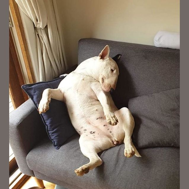 Photo of Missy   Foster Carer Needed