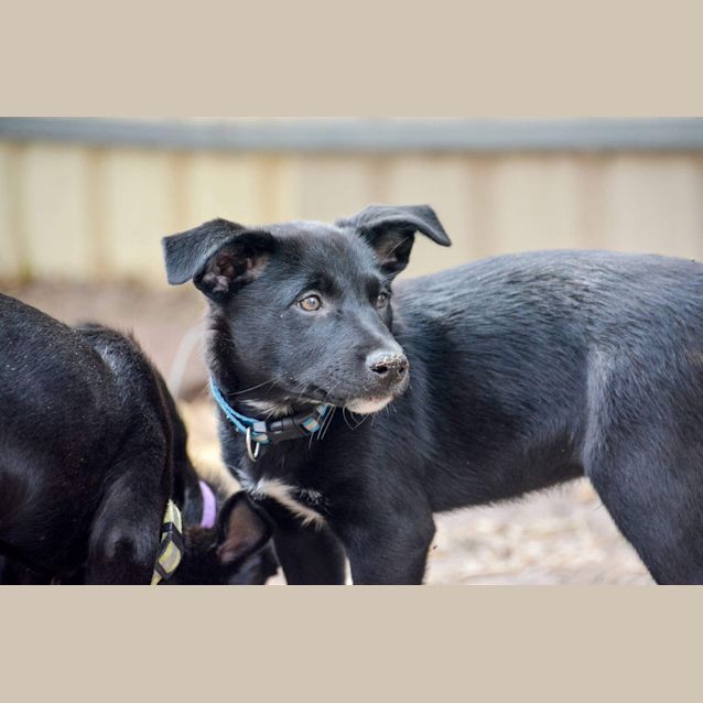 Photo of Flint