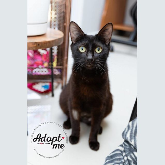 Photo of Rainbow Aka Bowie!