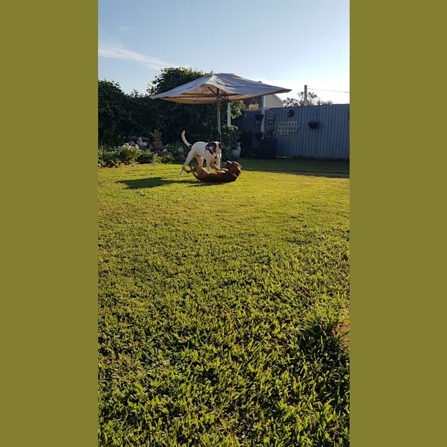 Photo of Caesar (Adoption Pending)