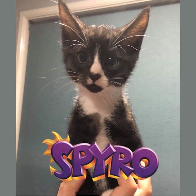 Photo of Spyro
