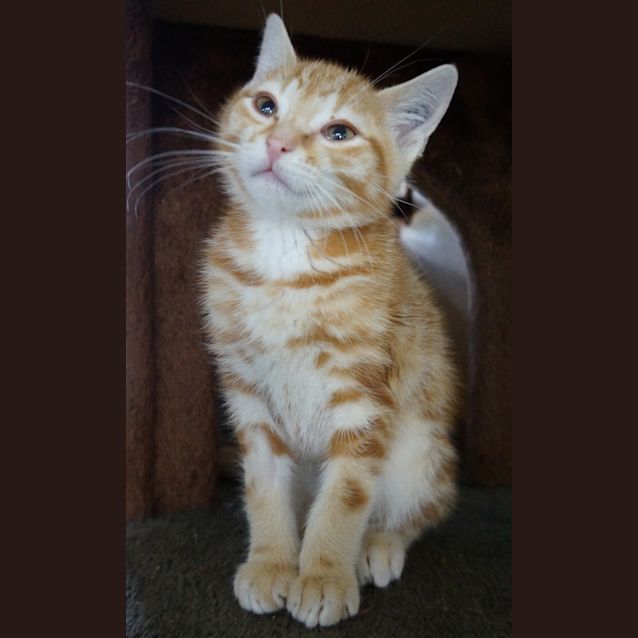 Photo of Meeko