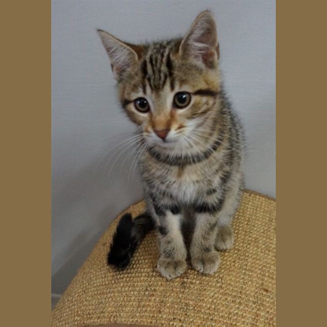 Photo of Marshmallow