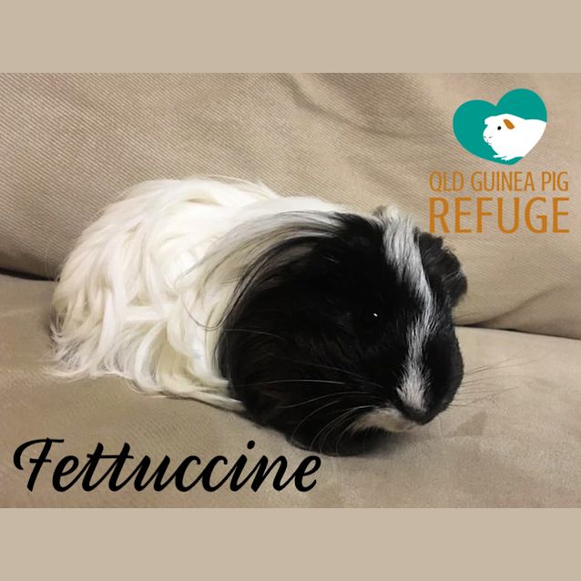 Photo of Fettuccine (Indoor Home Preferred)